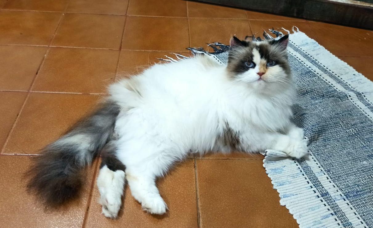 Moradores se mobilizam para encontrar gata que desapareceu em Campos Altos