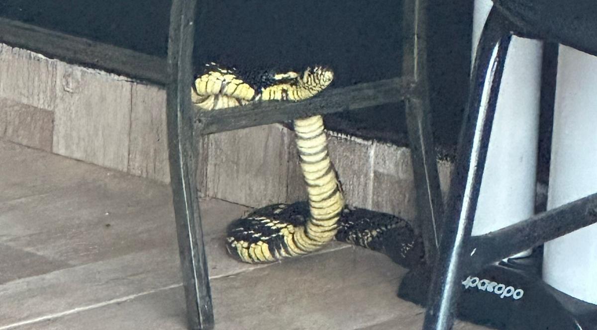 'Cobra Caninana' é resgatada pelos Bombeiros dentro de igreja em Campos Altos