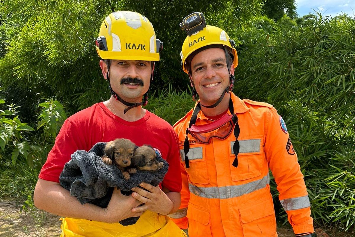 Após moradora ouvir choro, filhotes são resgatados no Córrego Barreiro em Campos Altos