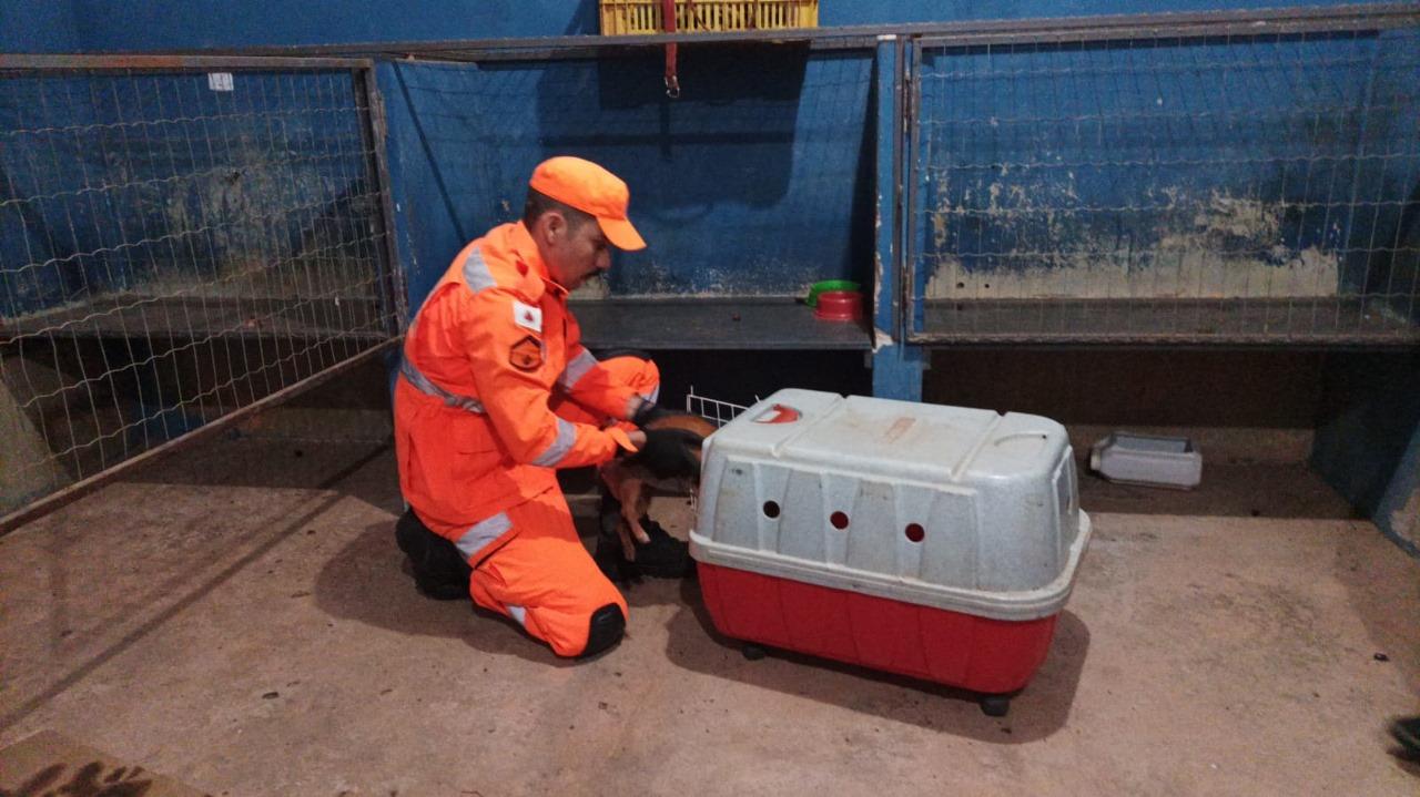 Cachorro atropelado, é resgatado pelo Corpo de Bombeiros, em Campos Altos