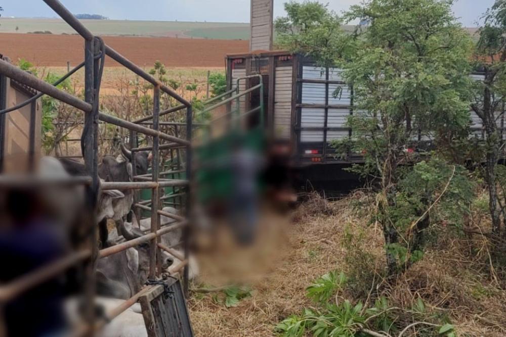 Motorista sai ileso de tombamento de carreta carregada com gado na BR-262, em Sacramento