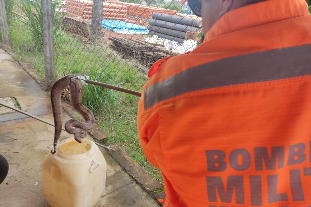 Bombeiros capturam jiboia de mais de um metro em Araxá