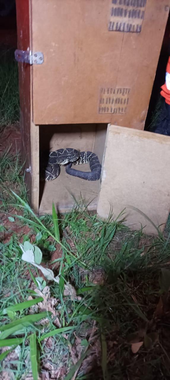 Bombeiros são acionados para capturar cascavel, no bairro Camposaltinho em Campos Altos