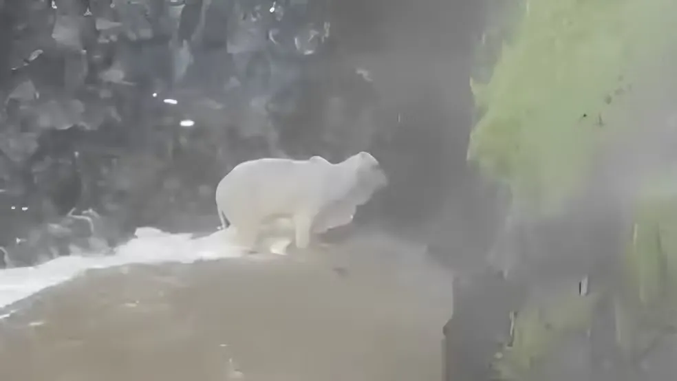 Nelore com cerca de 350kg é resgatado pelos Bombeiros na Cachoeira da Fumaça