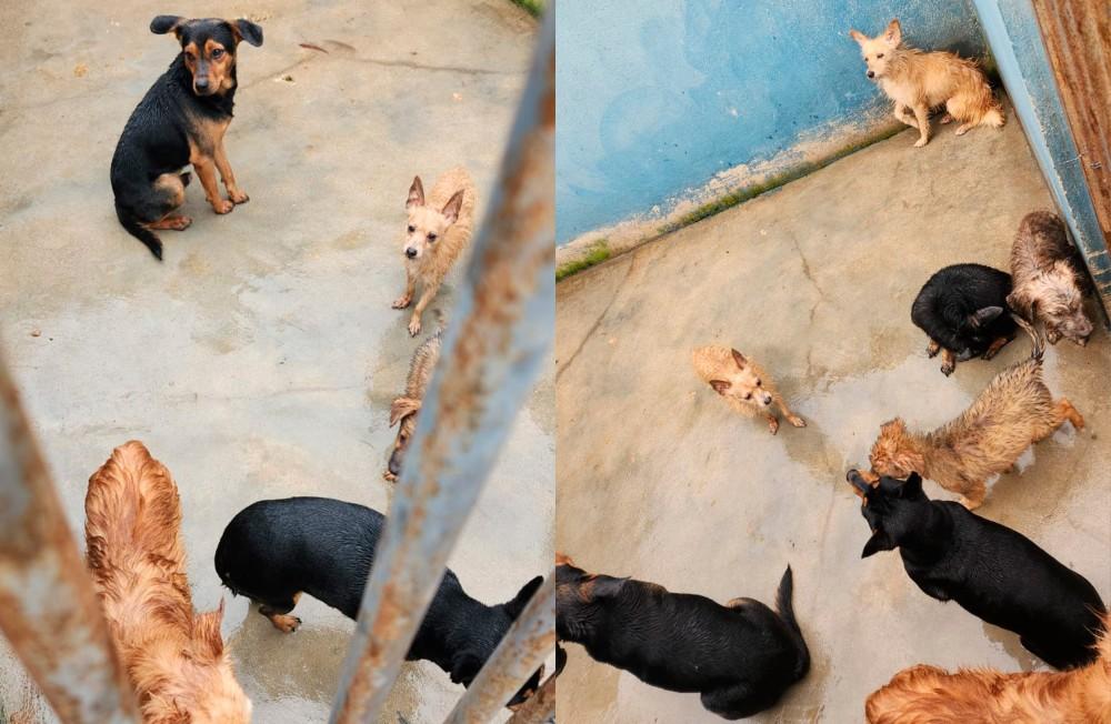 Cães são resgatados em condições insalubres, em Campos Altos MG