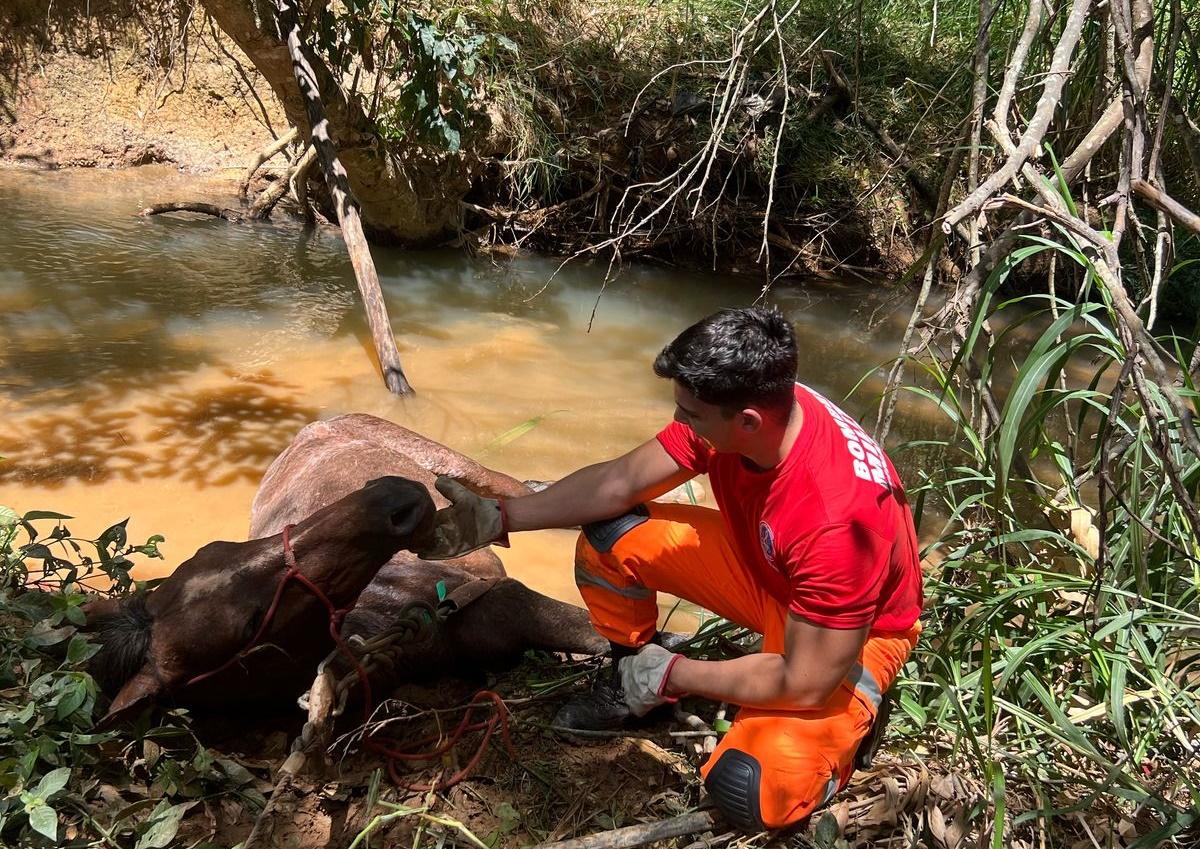 Cavalo cai em córrego e é resgatado pelos bombeiros em Campos Altos