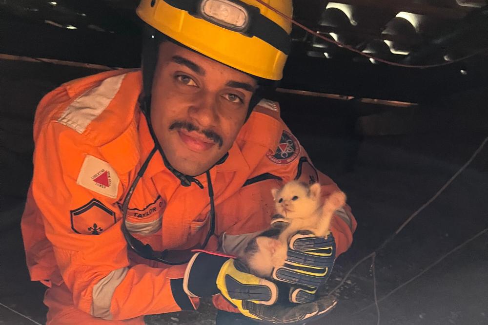 Filhote de gato é resgatado de laje de residência em Campos Altos pelos bombeiros