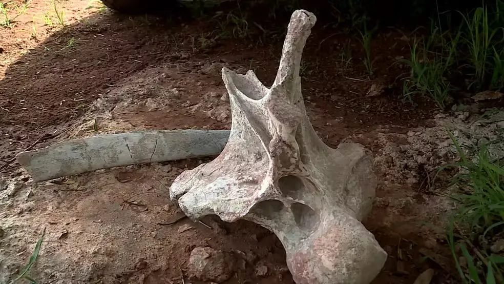 Fósseis que podem ser de titanossauro são descobertos em obra de rodovia em Uberaba