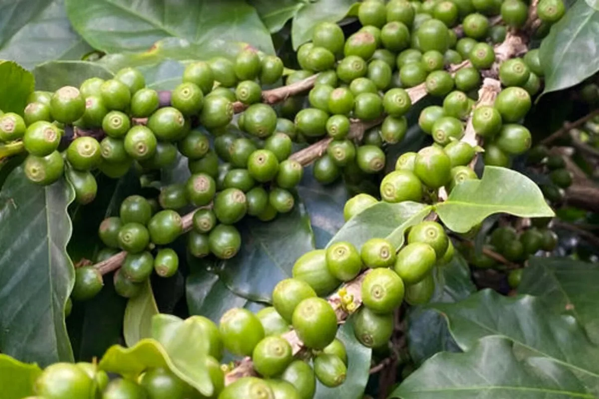 Ladrões roubam café até no pé no interior de Minas Gerais devido ao preço em alta