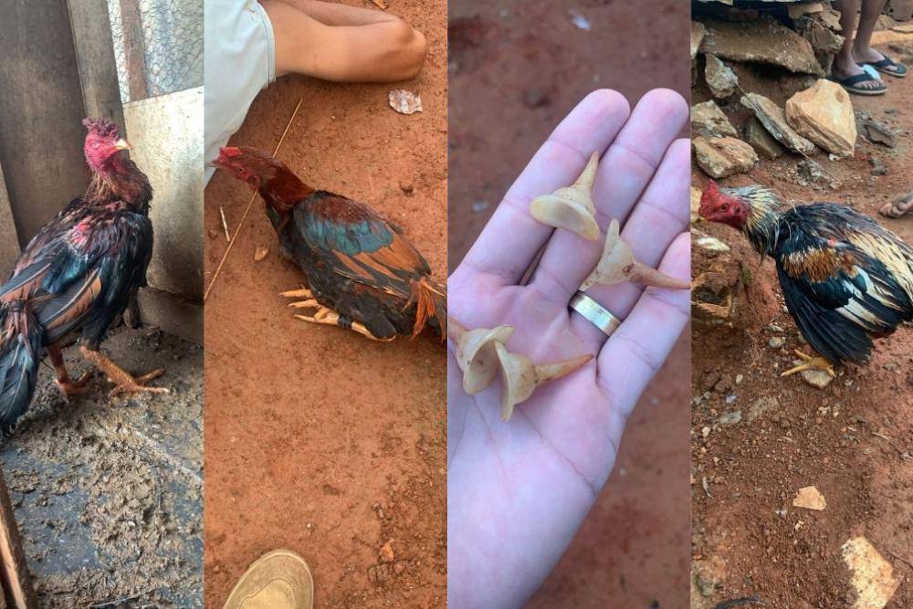 Polícia Civil de Campos Altos realiza operação e prende seis pessoas em rinha de galos