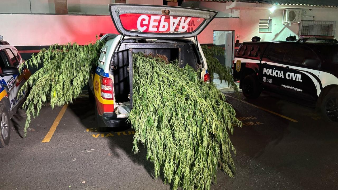 Polícia encontra 85 pés de maconha camuflados entre plantação de mamona em Uberlândia