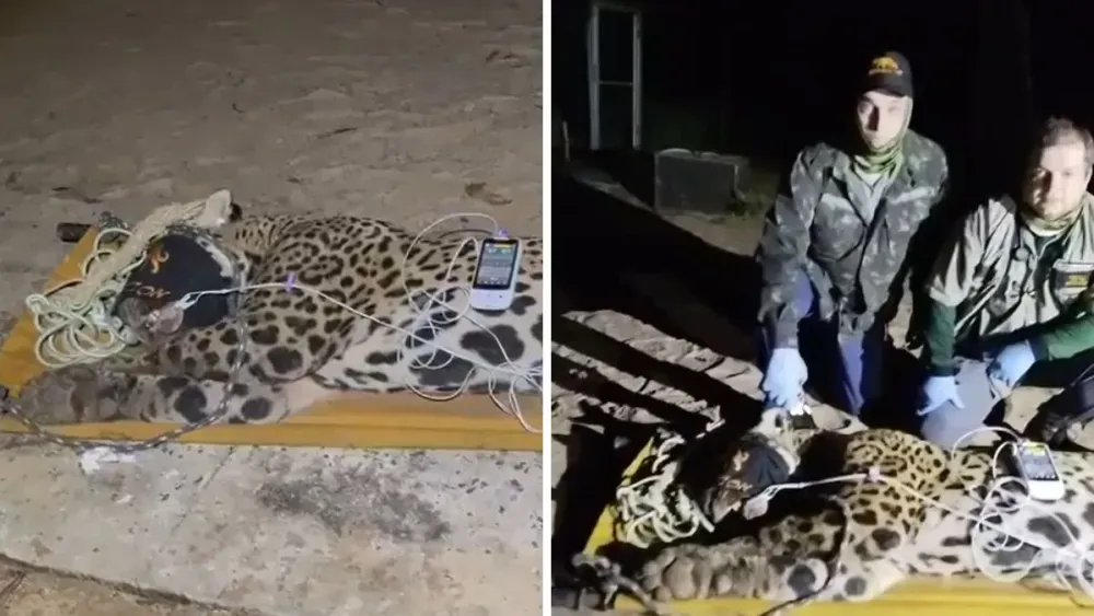 Onça-pintada que matou caseiro é capturada no Mato Grosso do Sul