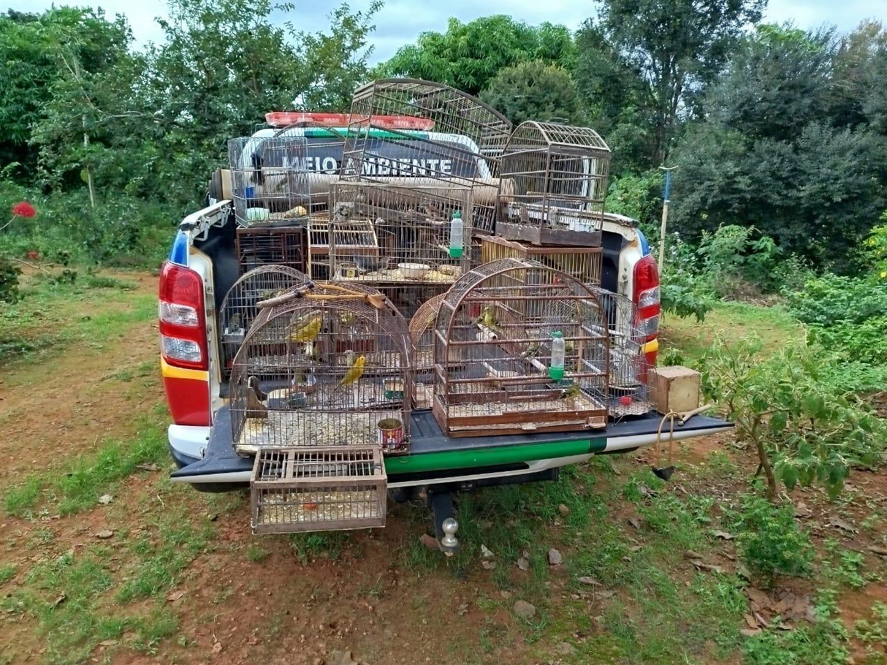 Polícia de Meio Ambiente resgata 59 aves silvestres em situação de maus-tratos na zona rural de Campos Altos